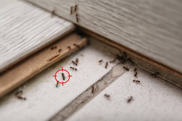 Best Residential Pest Control  in Banks, OR