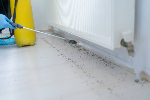 Best Flea Control Services  in Banks, OR